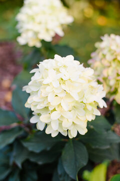 Beautiful Skyfall Hydrangea Paniculata With White And Lime Hyacinth Shaped Flowers