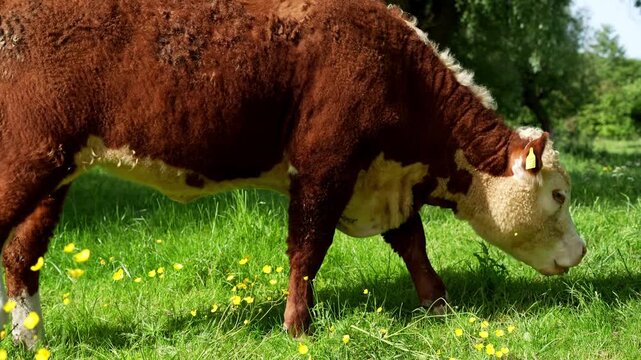 A side profile view of a Hereford cow grazing grass in a field during a summer's day
