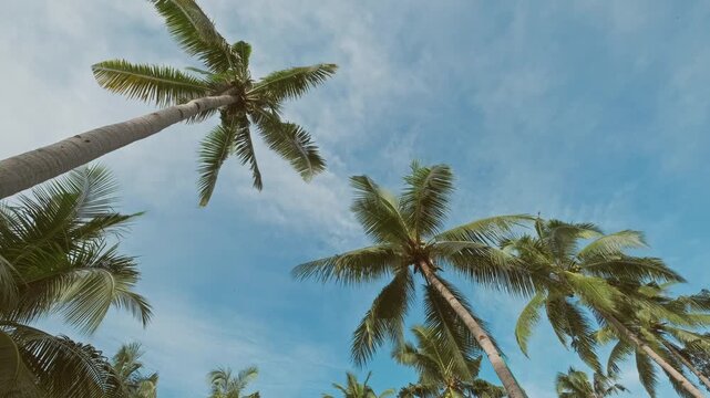 Blue sky with tall green coconut palm trees viewed from low angle. Tropical travel vacation concept, time lapse 4k