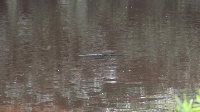 common carp swimming at the surface of a water body