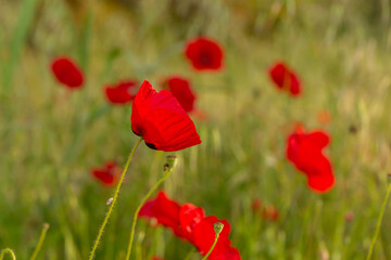 Obraz premium A single vibrant red poppy flower standing out in a lush green meadow full of poppies. Beautiful spring field landscape with soft bokeh background. Natural botanical scene in sunlight.