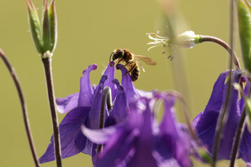 bee on flower © PhotoMargarita