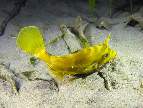 Reticulated filefish from Cyprus