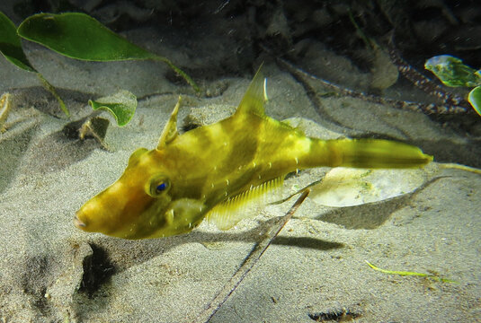 Reticulated filefish from Cyprus
