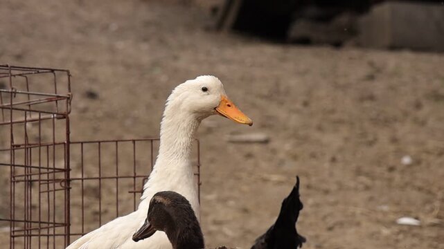 White domestic duck opening its beak in a rural farmyard, captured in a natural countryside environment with rustic fencing and soft earthy tones in the background.