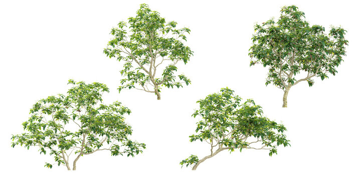 3d illustration of Ervatamia plants on transparent background