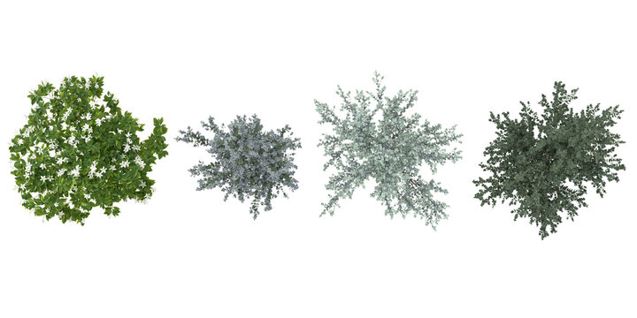3d illustration of Ervatamia,Eucalyptus plants on transparent background from the top view