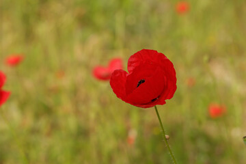 Naklejka premium A single vibrant red poppy flower in a lush green meadow under warm sunlight. Beautiful spring field landscape with soft bokeh background. Natural botanical scene of wild meadow flora.