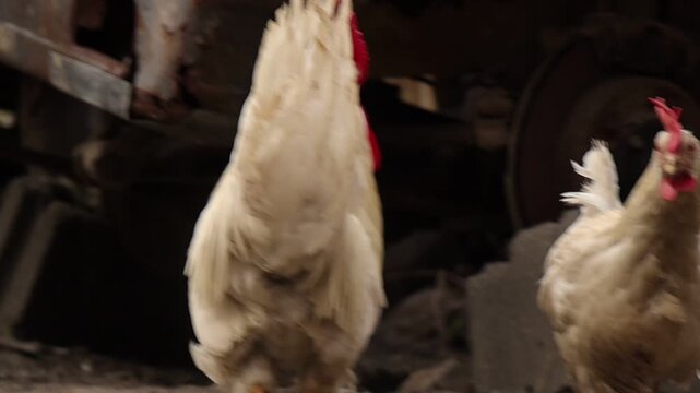 Group of farm chickens walking through a rustic barnyard area, showing natural poultry behavior, soft feather textures and authentic countryside atmosphere in daylight.