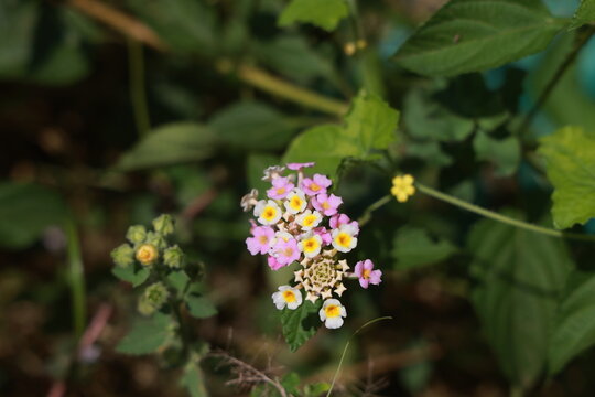 single lantana or tickberry or Ari poo in the morning sun light. putus flower on the plant