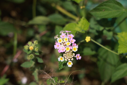 single lantana or tickberry or Ari poo in the morning sun light. putus flower on the plant