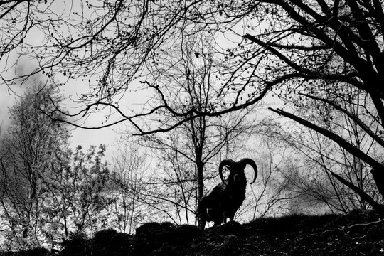 Ram silhouette standing in bare winter forest