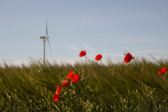 Blue sky and red poppies