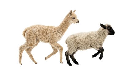 Naklejka premium A young alpaca and a lamb running together isolated on transparent background
