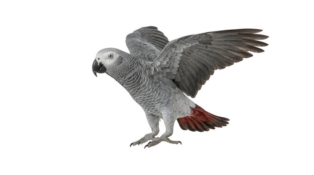 African grey parrot with wings spread isolated on transparent background