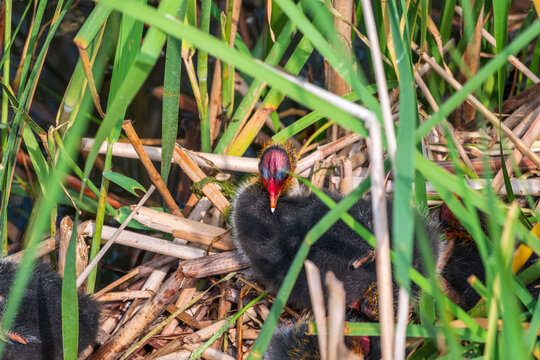 Eurasian Coot with Chicks in nest. Eurasian coot, Fulica atra
