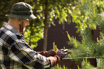 Fototapeta premium Pruning and shaping pine trees with pruning shears, hands in gloves pruning green pine branches.