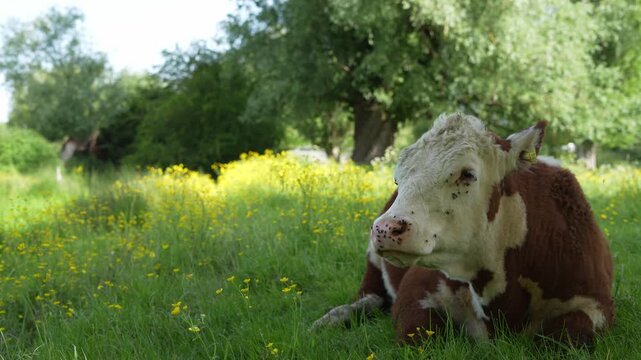 A front view of a Hereford cow chewing cud and smiling in a field during a summer's day