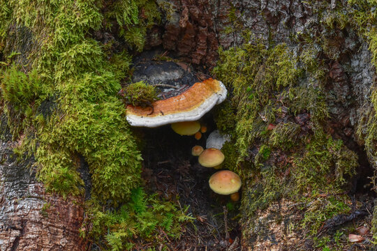 Forest mushrooms growing on a mossy tree trunk

