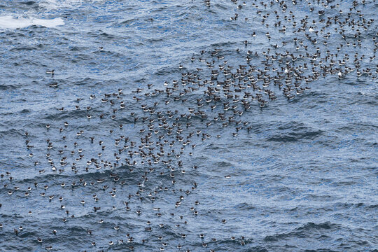Common Murre (Uria aalge)