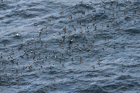 Common Murre (Uria aalge)