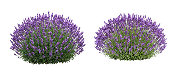 Naklejka na ściany i meble Two lush lavender bushes with purple flowers isolated on transparent background
