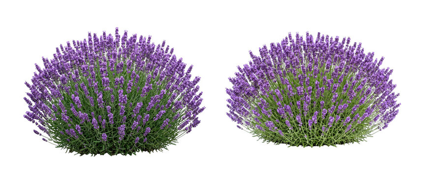 Two lush lavender bushes with purple flowers isolated on transparent background
