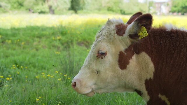 A side profile of a Hereford cow chewing cud and smiling in a field during a summer's day