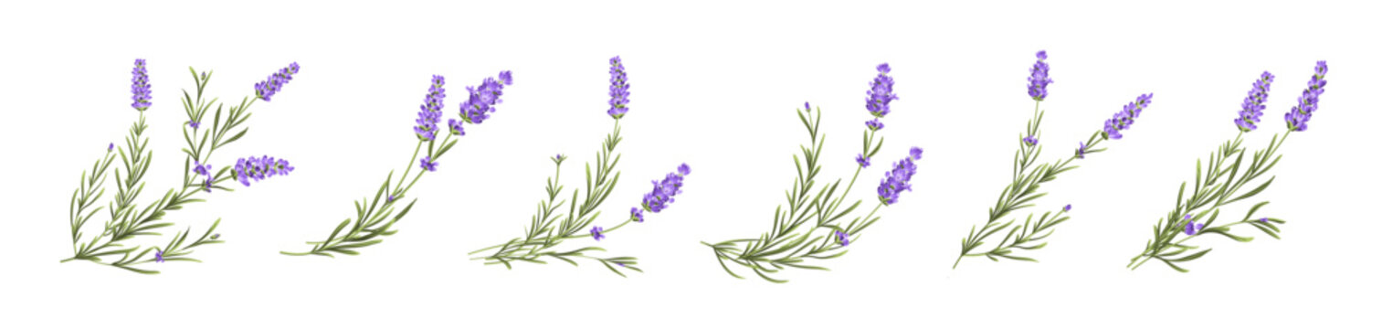 Set of lavender flowers elements. Collection of lavender flowers on a