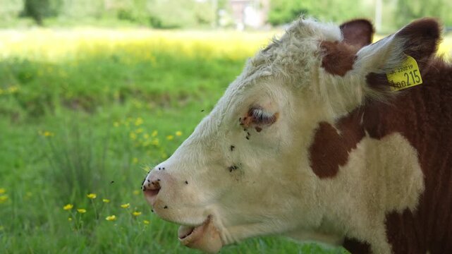 A side profile of a Hereford cow chewing cud and smiling in a field during a summer's day