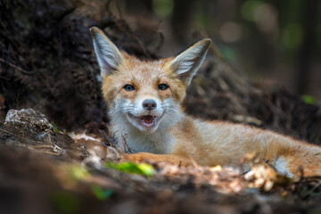 Naklejka premium Red fox, vulpes vulpes in forest. Wild animal in natural environ