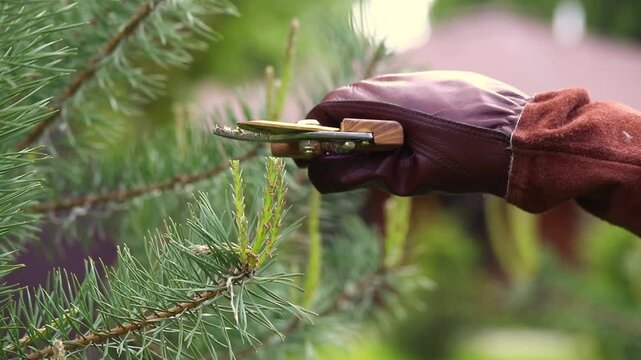 Pruning and shaping pine trees with pruning shears, hands in gloves pruning green pine branches.