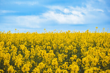 Obraz premium the yellow rapeseed field with the blue sky