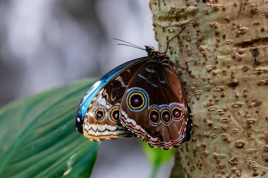 BLauer Morphofalter
