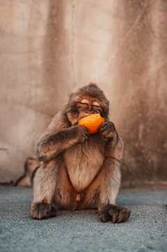 Ape eating an orange in Gibraltar