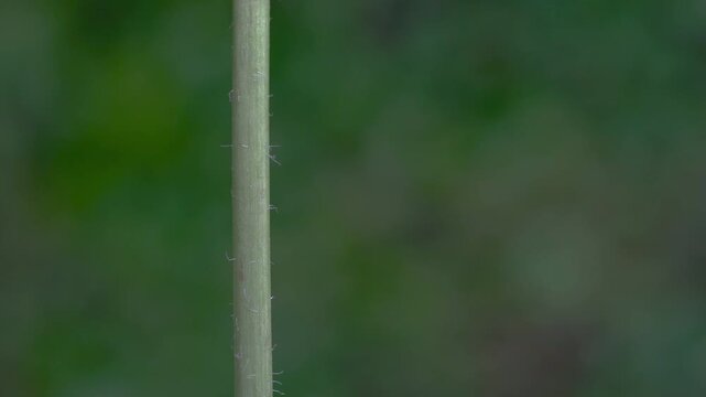 Greater Celandine in natural ambient, toxic, trunk (Chelidonium majus) - (4K)