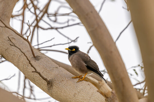 Common Myna bird perched in a tree in Israel. It is an invasive species in Israel.
