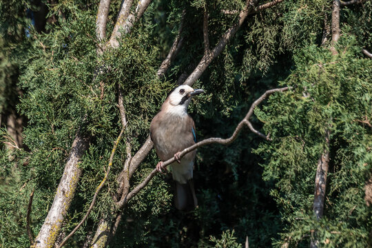 A Eurasian jay bird in a Juniper tree in northern Israel.
