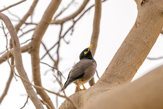 Common Myna bird perched in a tree in Israel. It is an invasive species in Israel.
