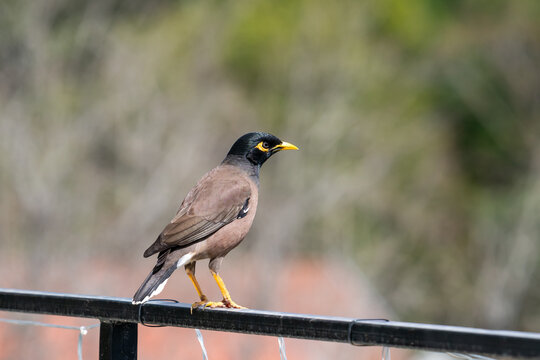 Common Myna bird perched on a black railing in Israel. It is an invasive species in Israel.
