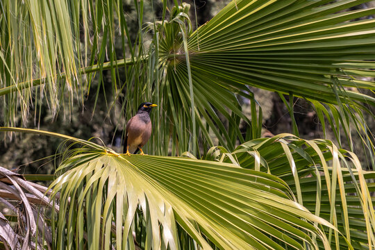Common Myna bird perched in a palm tree in Israel. It is an invasive species in Israel.
