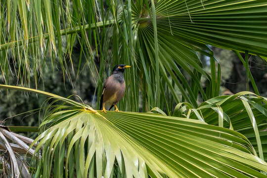 Common Myna bird perched in a palm tree in Israel. It is an invasive species in Israel.
