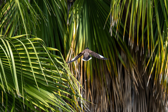 Common Myna bird flying towards a palm tree in Israel. It is an invasive species in Israel.
