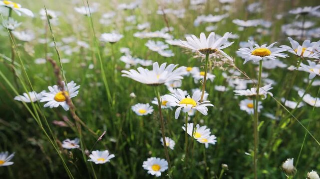 Dense daisy carpet covering green turf, overhead view shows clustered white blooms with golden centers, charming cottage lawn scene ready for picnic and outdoor play
