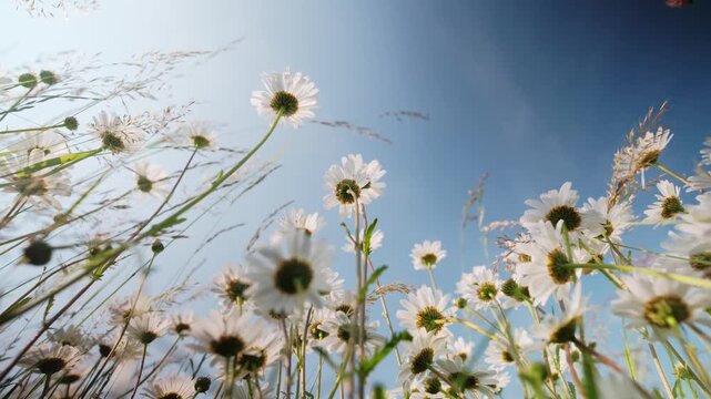 Towering daisies reaching toward blue sky, lowangle perspective shows translucent petals backlit by sun, airy mood and upward movement with delicate stems and soft clouds