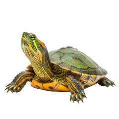 Fototapeta premium Small painted turtle with yellow and green patterns isolated on transparent background