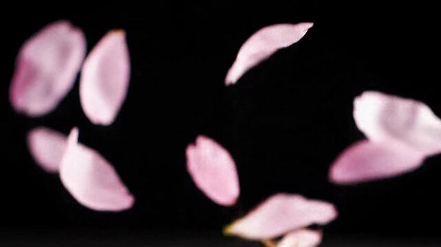 Delicate soft pink cherry blossom petals gently falling and gracefully swirling in slow-motion against a pristine black background with creamy bokeh, profoundly romantic atmosphere