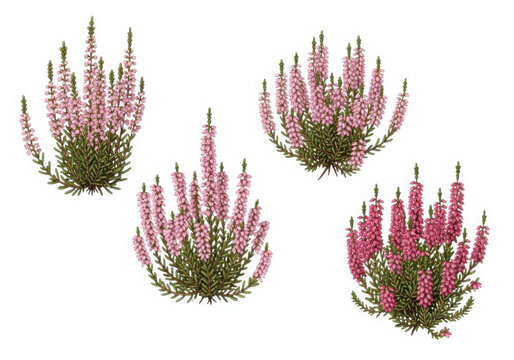 Four heather plants with pink and purple flowers and green stems on a white background, blooming