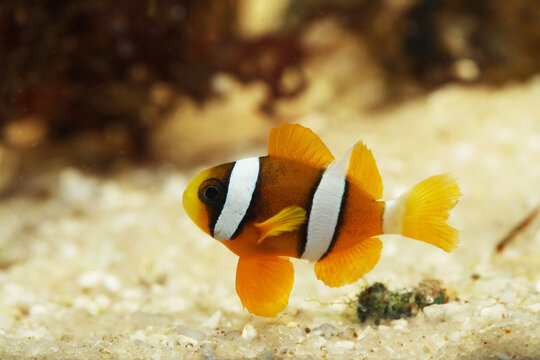 Juvenile Clark's anemonefish (Amphiprion clarkii)