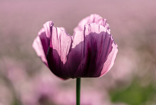 purple poopy